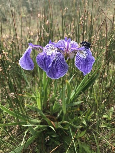 Iris setosa (Beachhead Iris) — photo