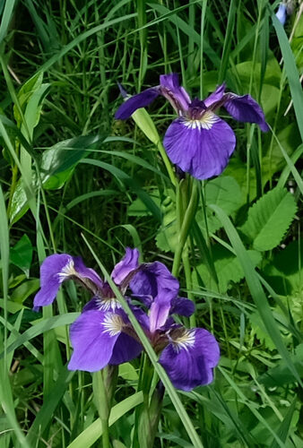 Iris setosa