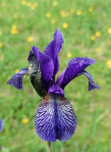 Iris sibirica (Siberian Iris) — photo