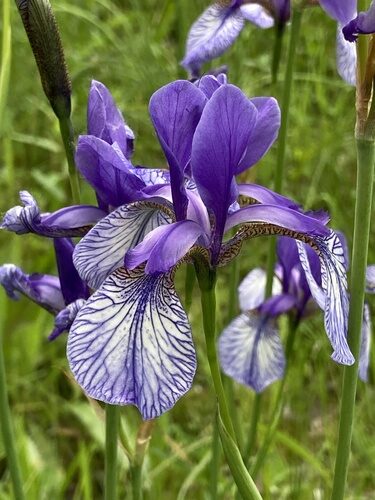 Iris sibirica (Siberian Iris) — photo
