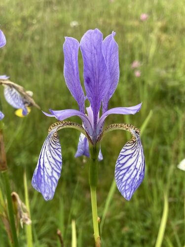 Iris sibirica