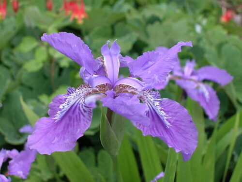 Iris tectorum (Roof Iris) — photo