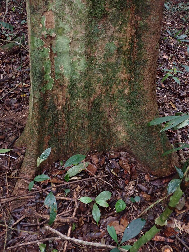 Irvingia gabonensis - (Aubrey (Dika Nut) — photo
