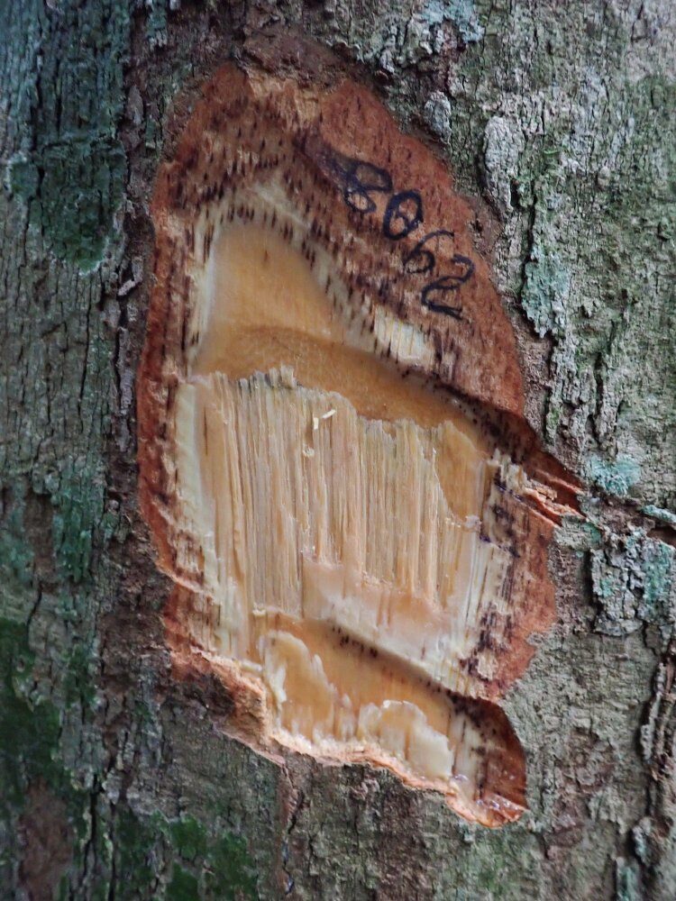 Irvingia gabonensis - (Aubrey (Dika Nut) — photo