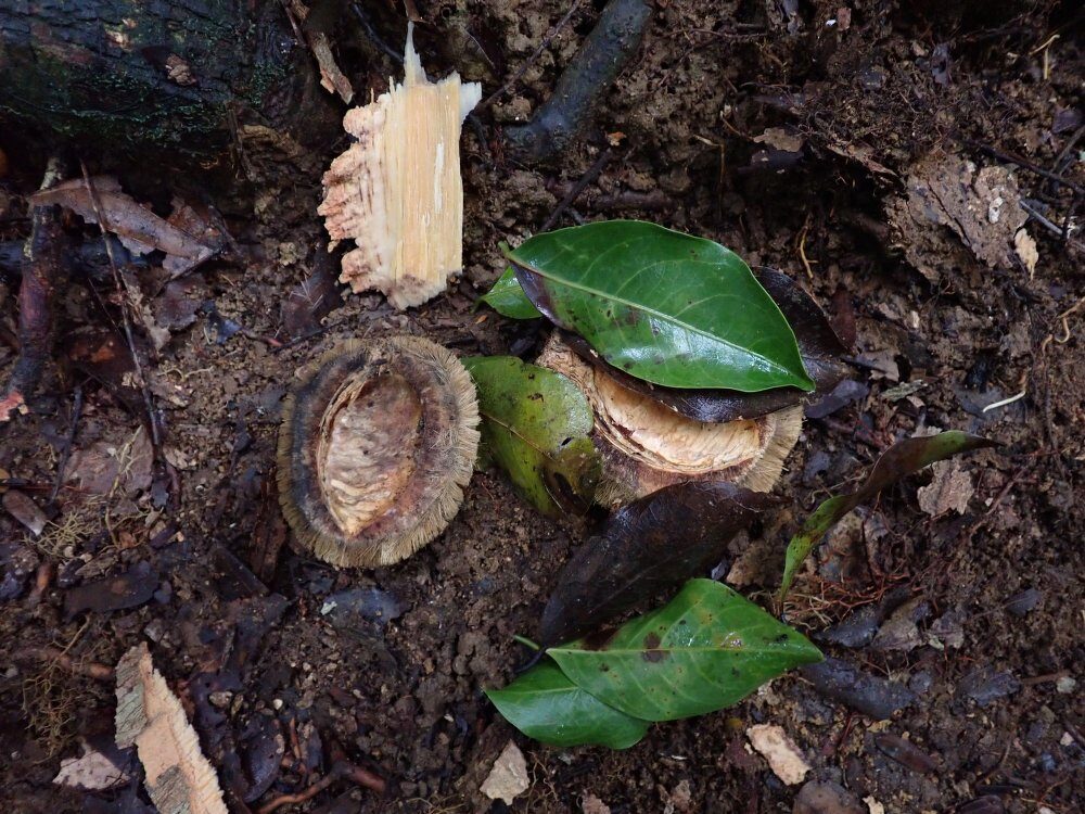 Irvingia gabonensis - (Aubrey