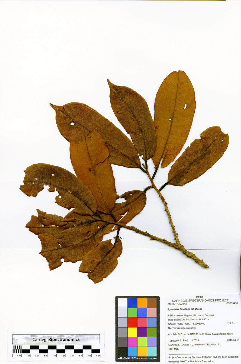 Iryanthera elliptica (Elliptic iryanthera) — photo