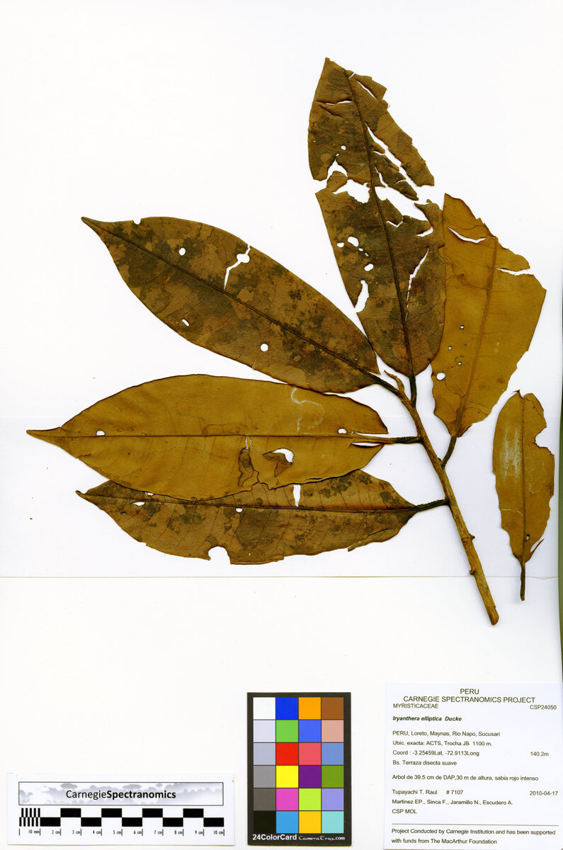 Iryanthera elliptica (Elliptic iryanthera) — photo