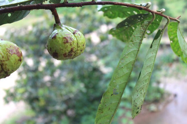 Iryanthera lancifolia (Lanceolate leaf iryanthera) — photo