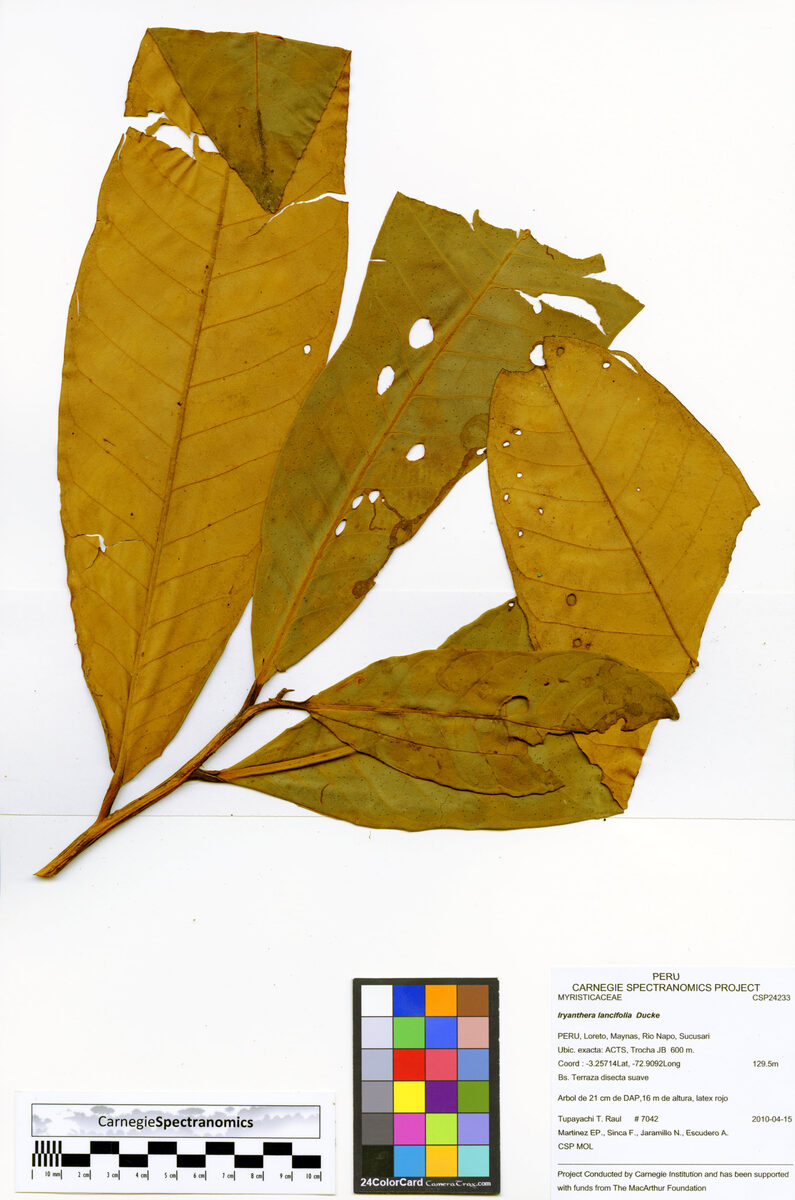 Iryanthera lancifolia (Lanceolate leaf iryanthera) — photo