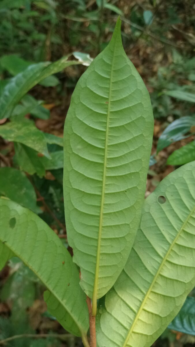 Iryanthera sp. — photo