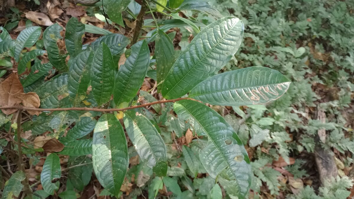 Iryanthera sp. — photo