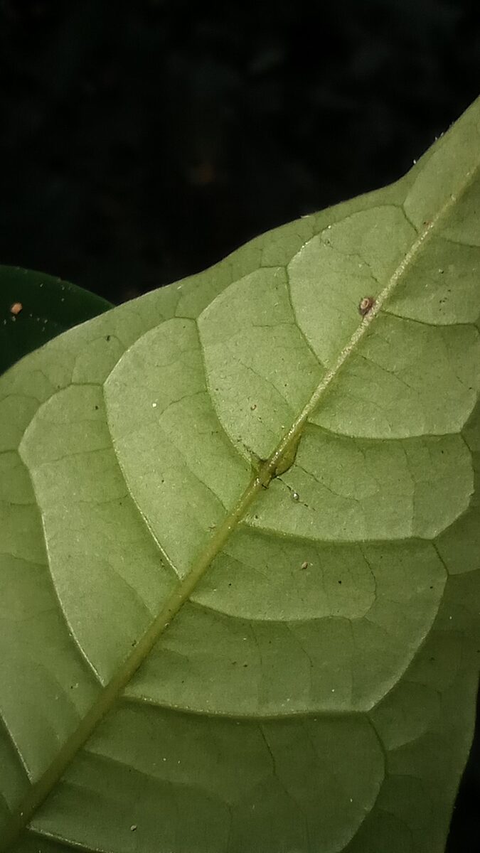 Iryanthera sp.