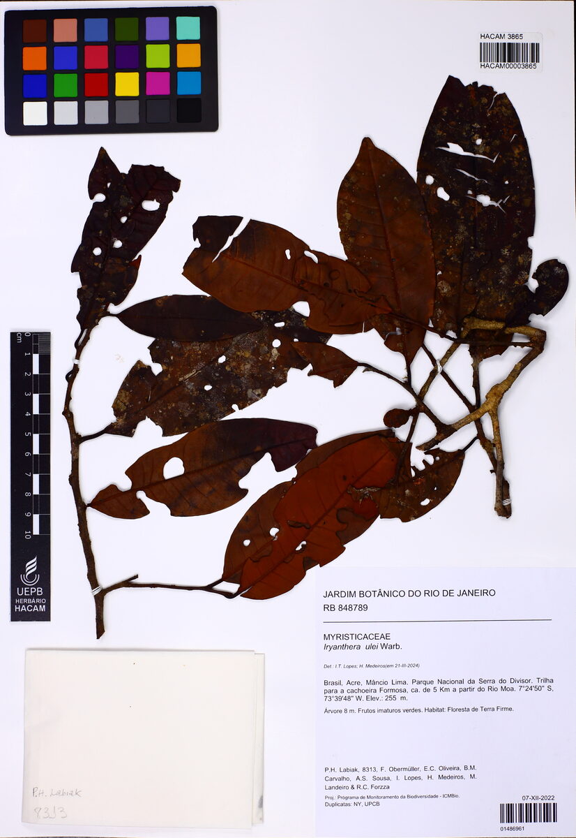 Iryanthera ulei