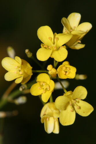 Isatis lusitanica — photo