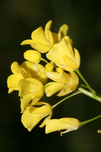 Isatis lusitanica