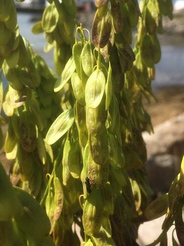 Isatis tinctoria (Woad) — photo