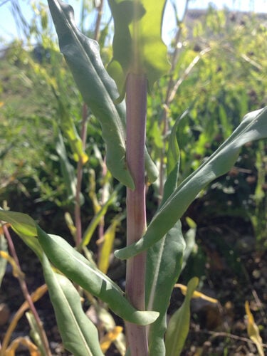 Isatis tinctoria (Woad) — photo