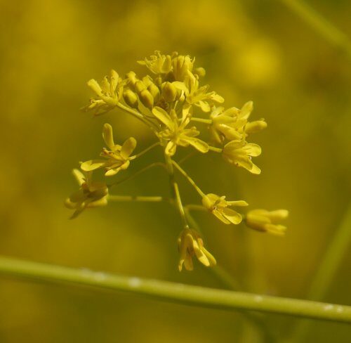 Isatis tinctoria