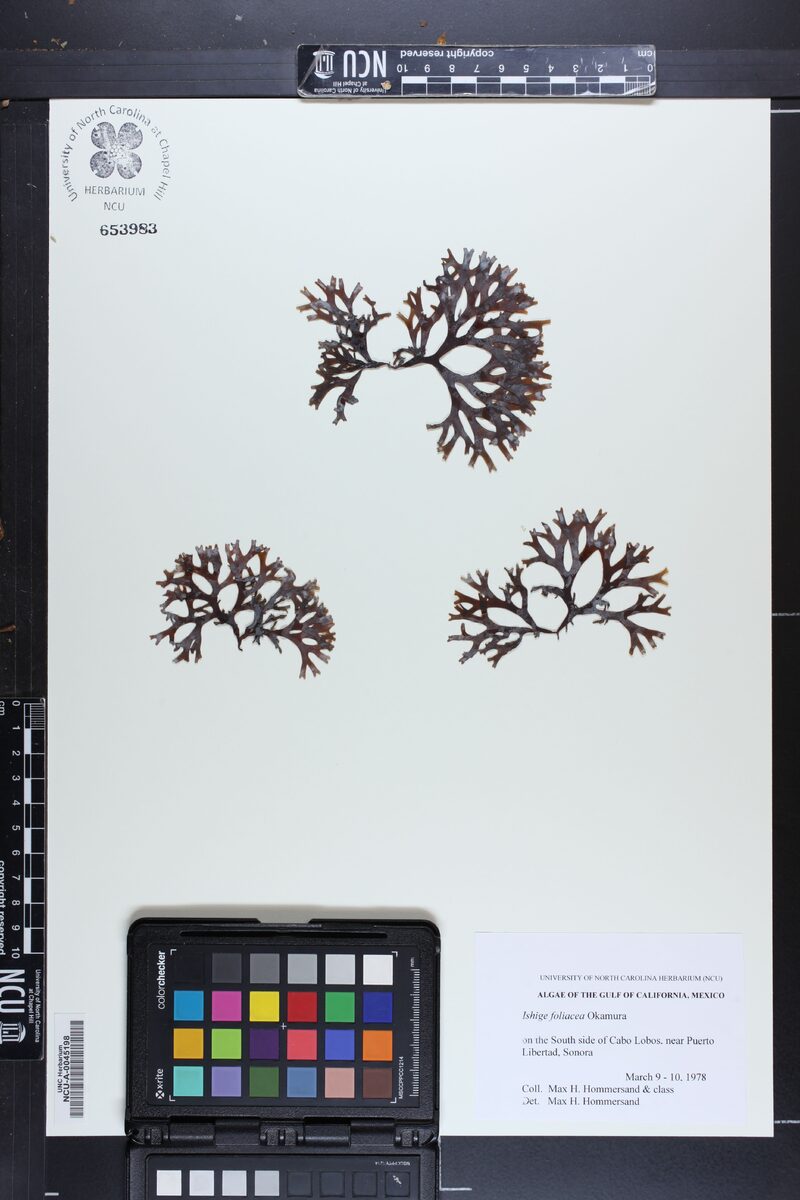 Ishigeaceae