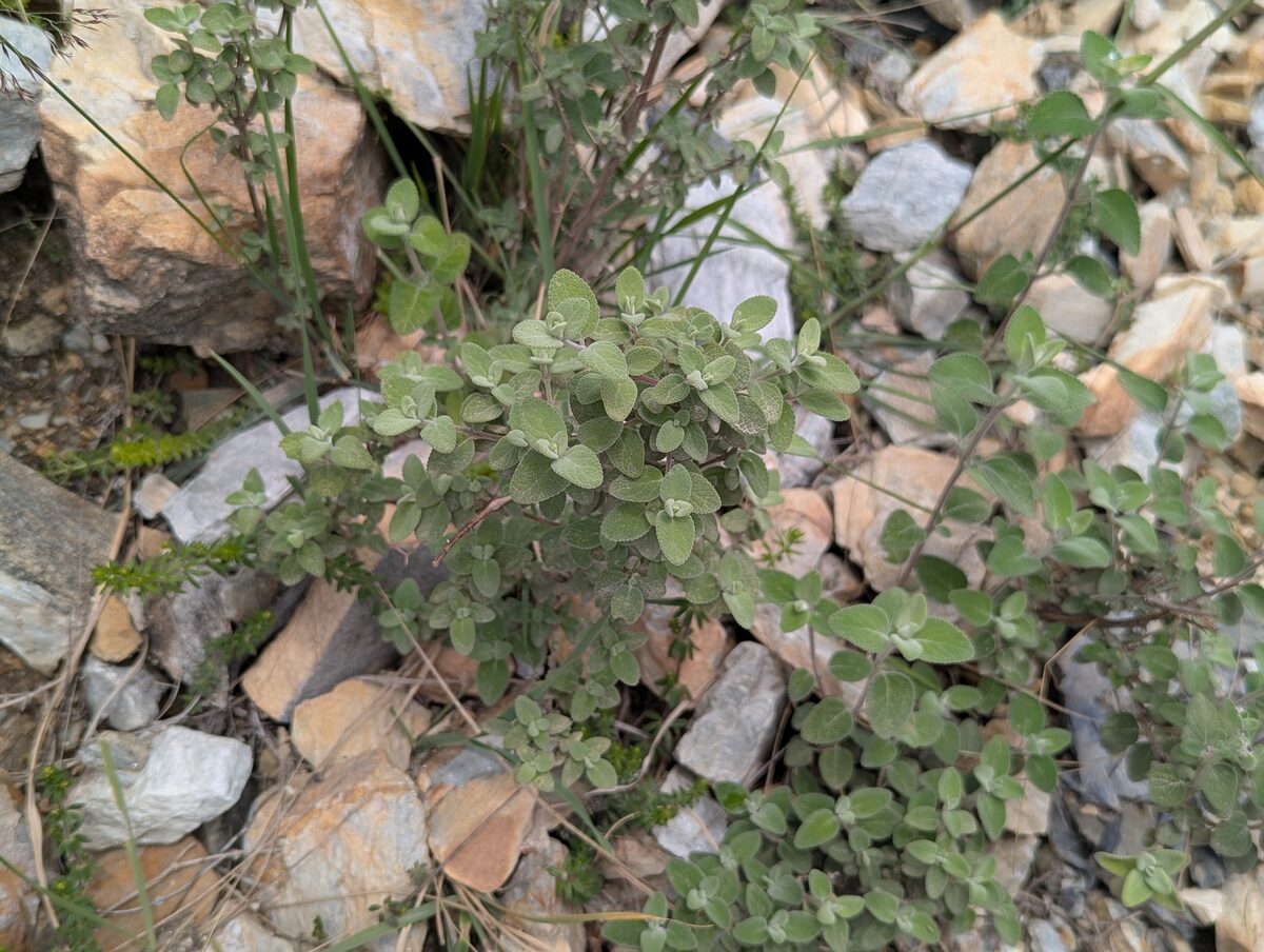 Isodon rugosus - (Wall.)Codd. — photo