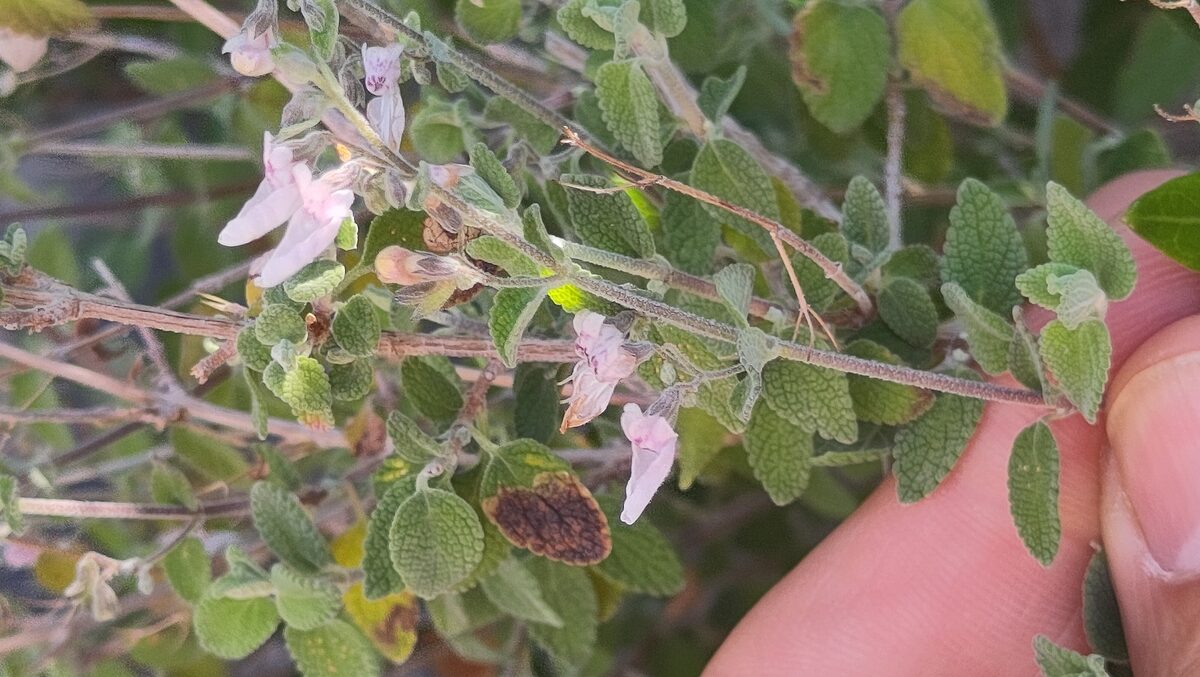 Isodon rugosus - (Wall.)Codd. — photo