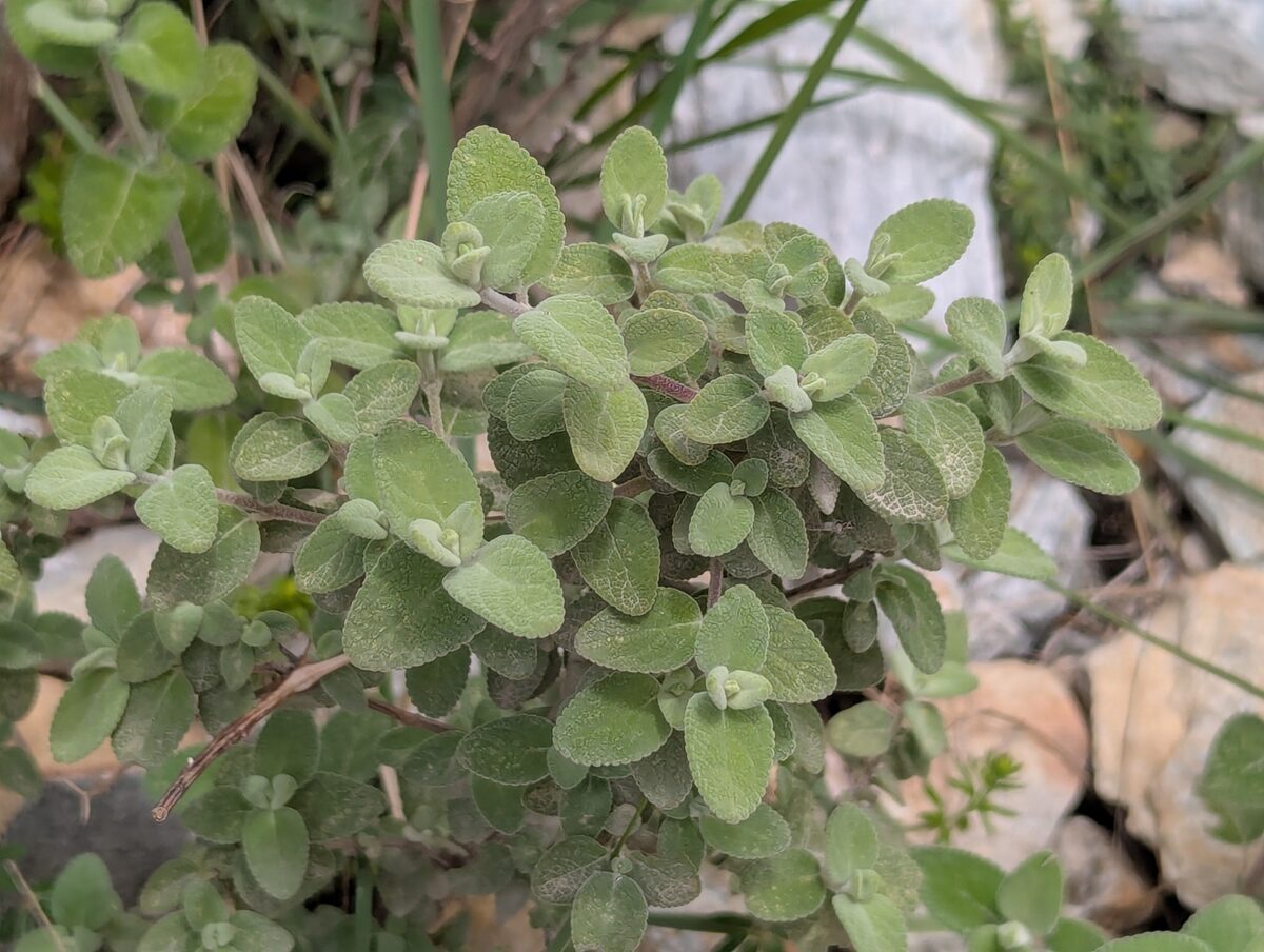 Isodon rugosus - (Wall.)Codd.