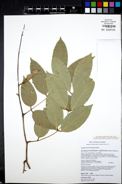 Isomacrolobium explicans — photo