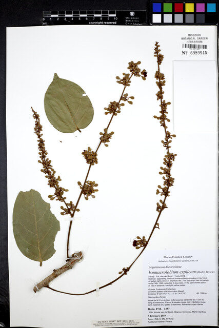 Isomacrolobium explicans