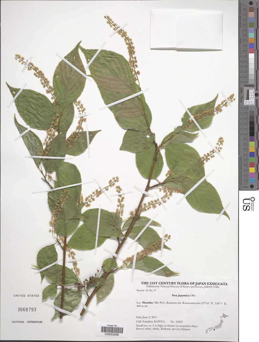 Itea japonica