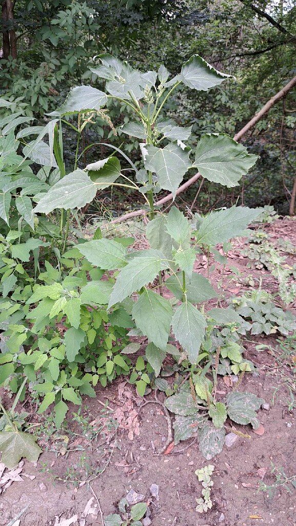 Iva xanthifolia (Giant Sumpweed) — photo