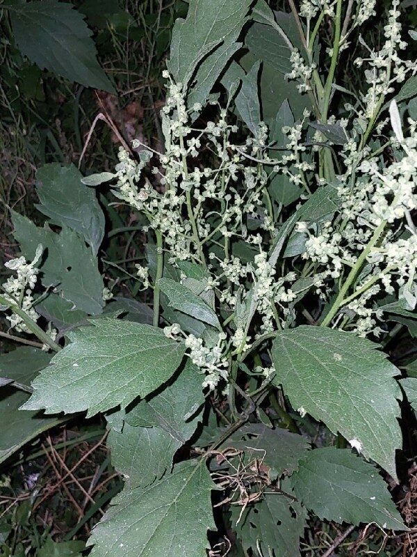 Iva xanthifolia (Giant Sumpweed) — photo