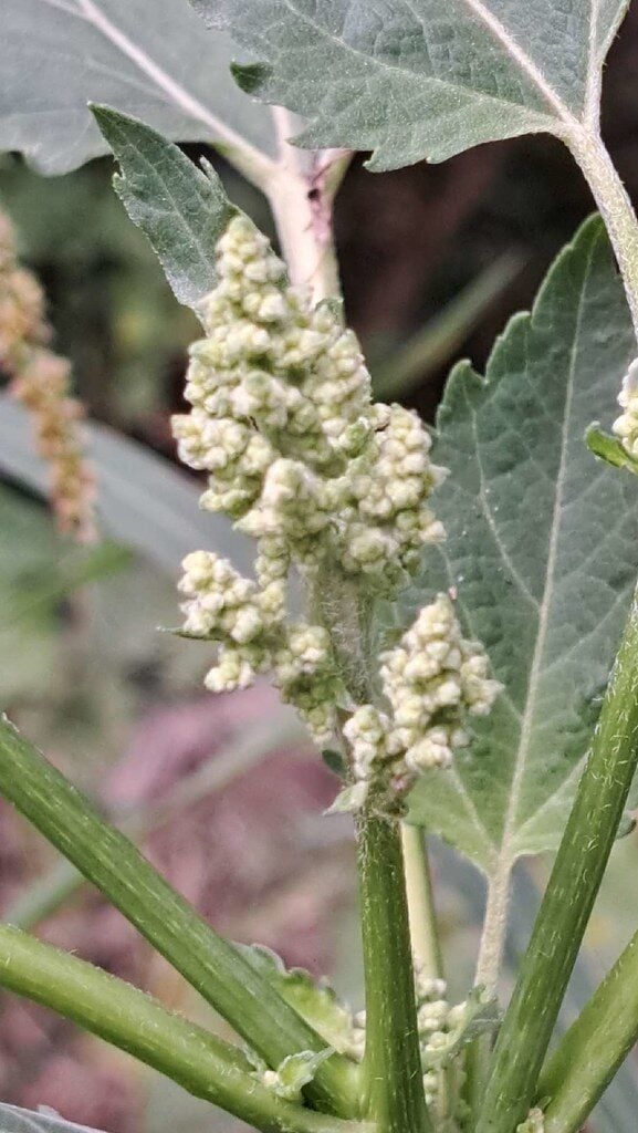 Iva xanthifolia