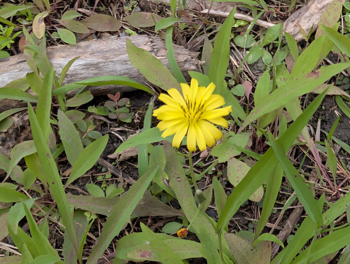 Ixeris chinensis - (Thunb.)Nakai. — photo