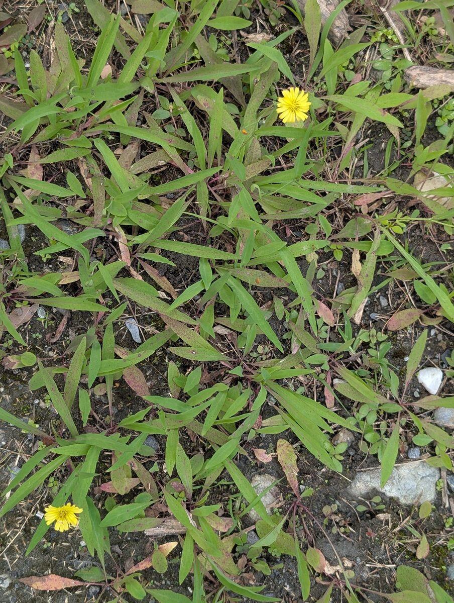 Ixeris chinensis - (Thunb.)Nakai. — photo