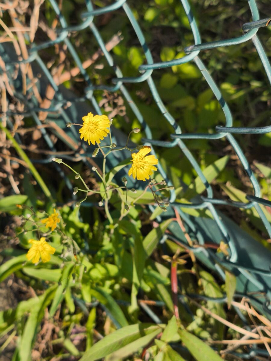 Ixeris chinensis - (Thunb.)Nakai.