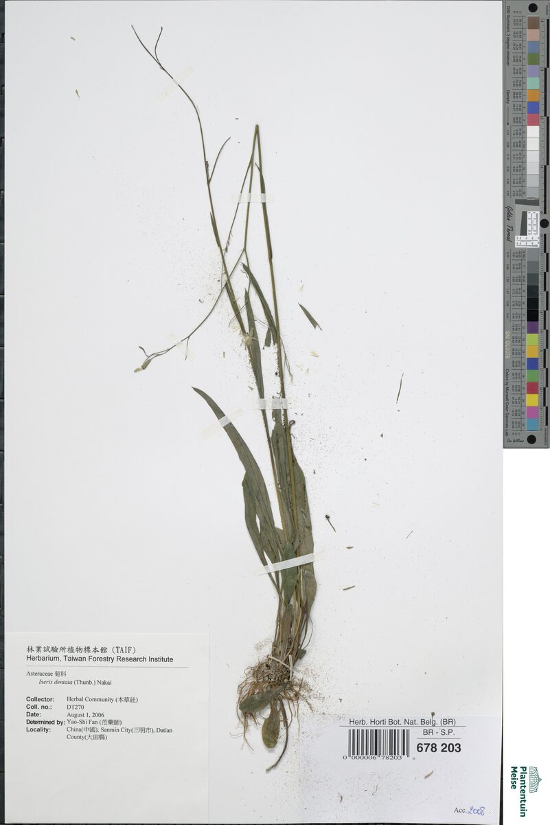 Ixeris dentata - (Thunb.)Nakai.