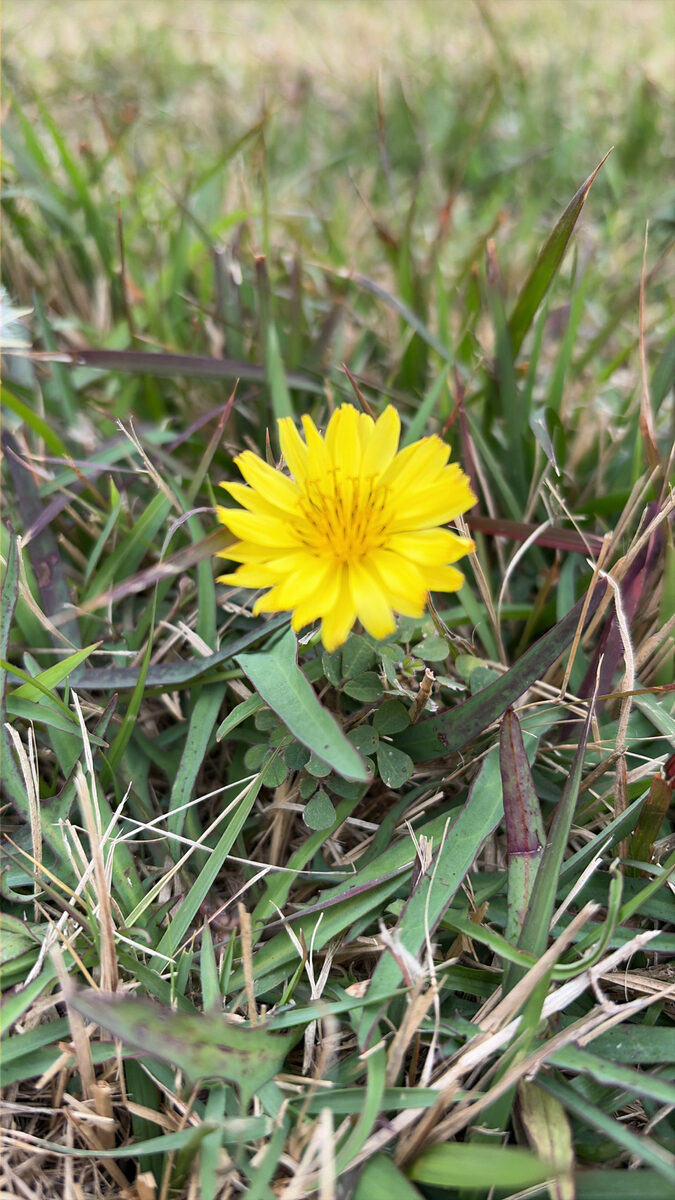 Ixeris japonica - (Burm.)Nakai. — photo