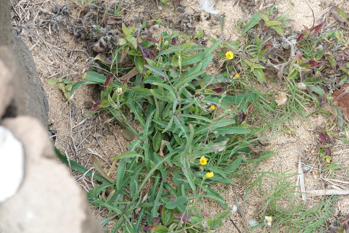 Ixeris japonica - (Burm.)Nakai. — photo