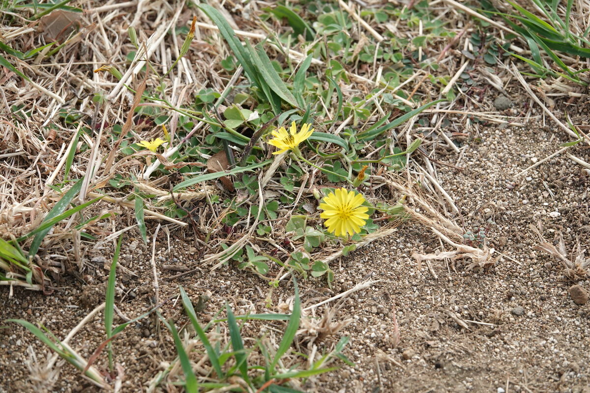 Ixeris japonica - (Burm.)Nakai.