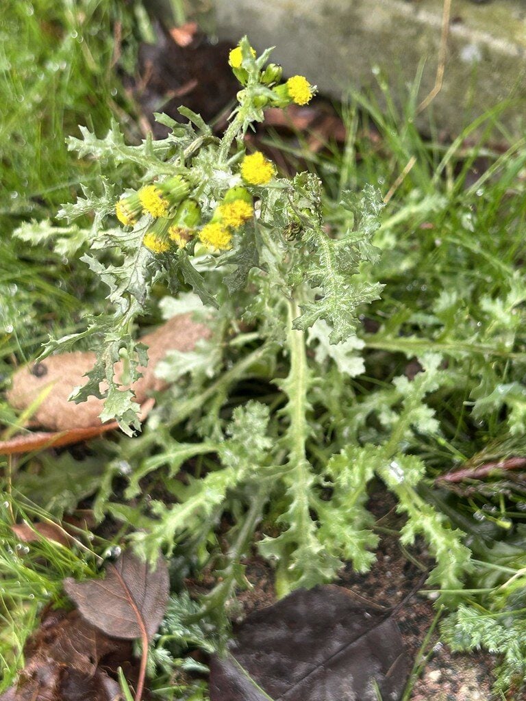 Ixeris lanceolata