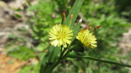 Ixeris polycephala