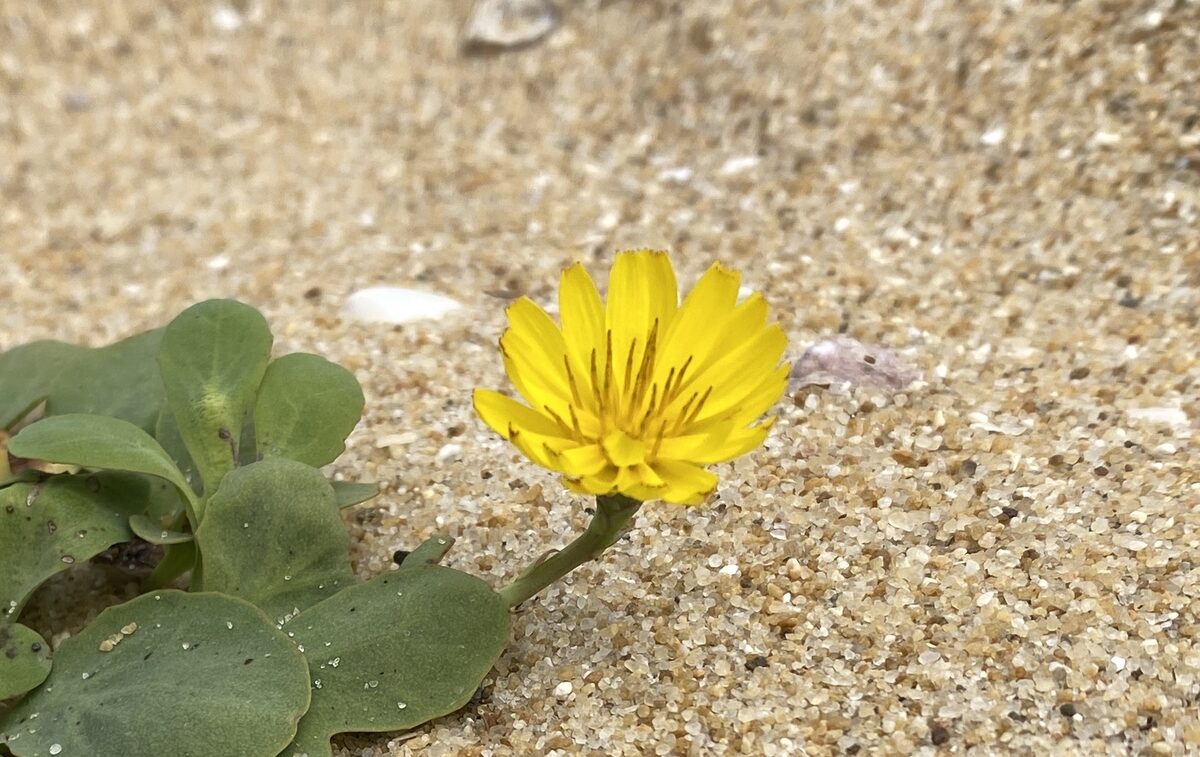 Ixeris repens - (L.)A.Gray. — photo