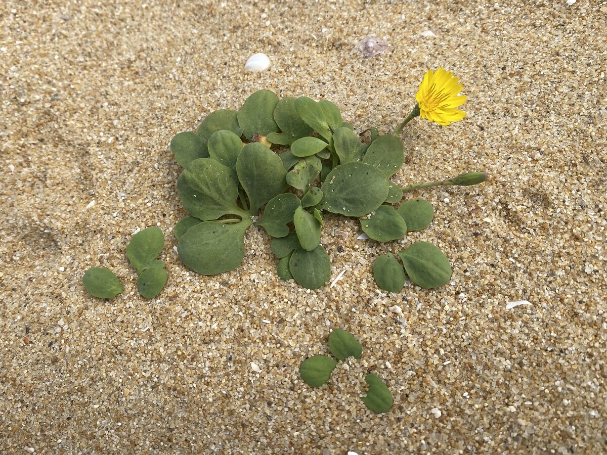 Ixeris repens - (L.)A.Gray. — photo