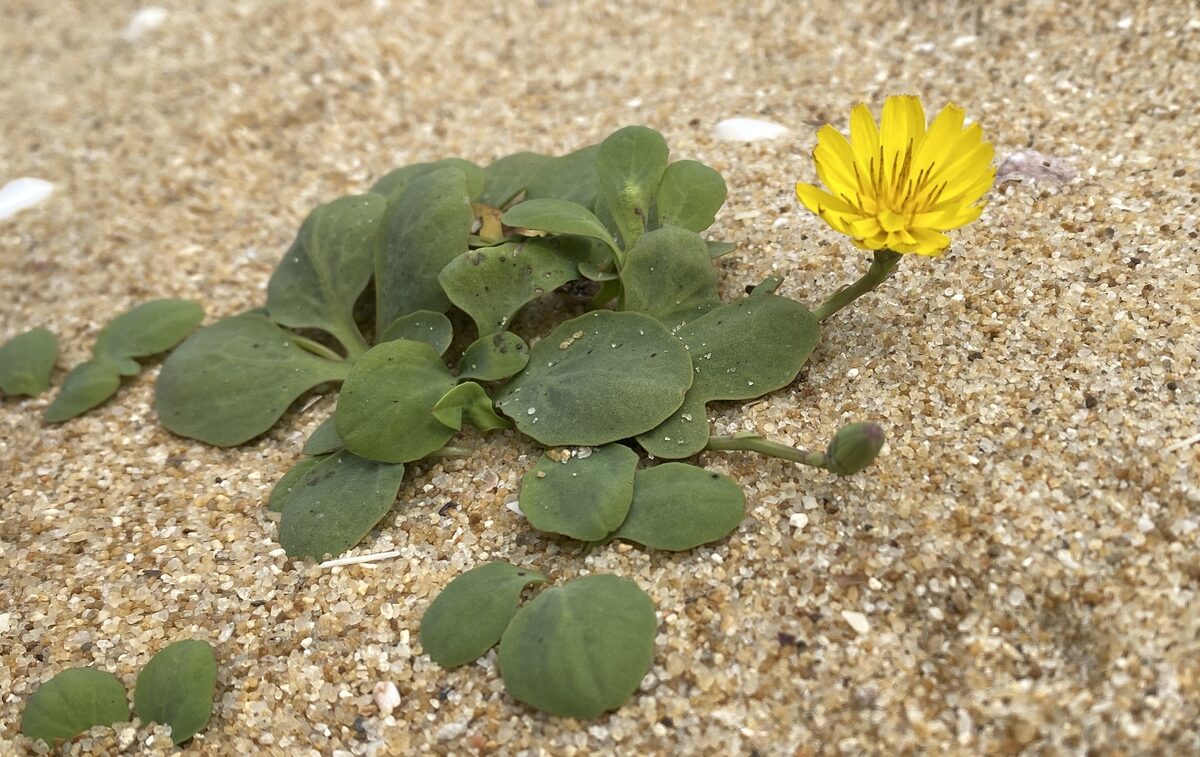 Ixeris repens - (L.)A.Gray.
