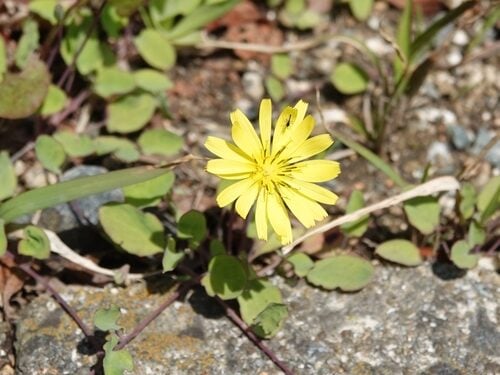 Ixeris stolonifera (Creeping lettuce) — photo