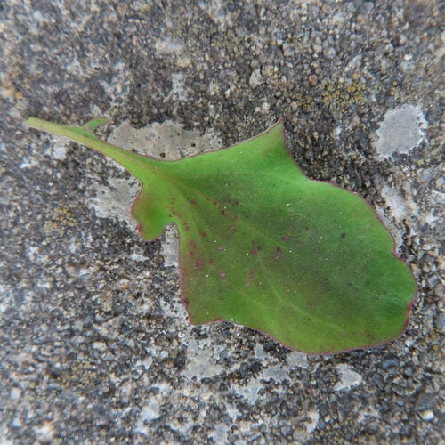 Ixeris stolonifera (Creeping lettuce) — photo