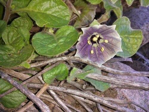 Jaltomata chihuahuensis (Sand tomato) — photo