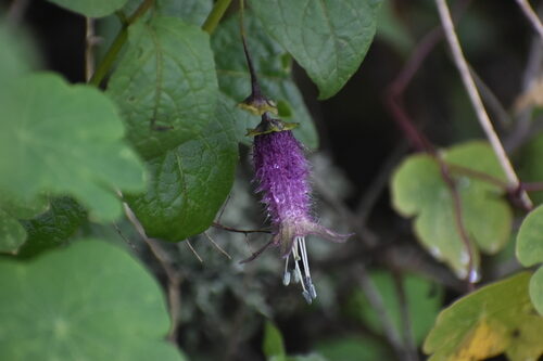 Jaltomata chihuahuensis (Sand tomato) — photo
