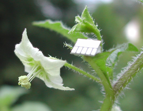 Jaltomata chihuahuensis