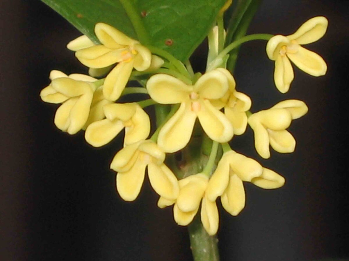 Jasminum calophyllum